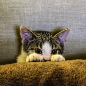 Kitten for Sale